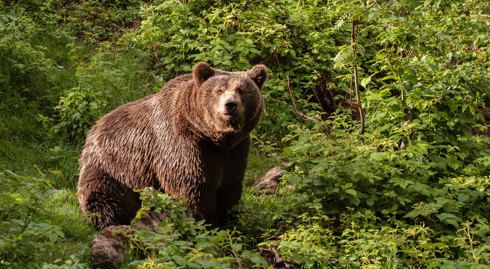 A bear in the wild